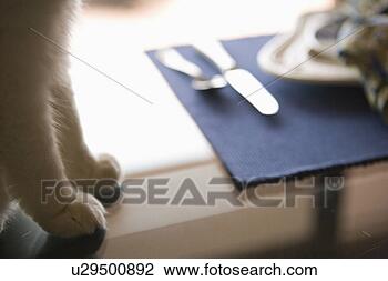 Stock Photo - detail of cat 
paws on a glass 
dining table. 
fotosearch - search 
stock photos, 
pictures, images, 
and photo clipart