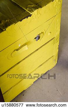 Picture - detail of yellow 
painted trunk. 
fotosearch - search 
stock photos, 
pictures, images, 
and photo clipart