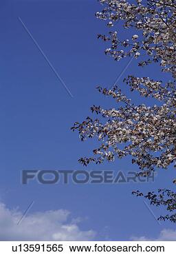 Stock Image - cherry blossom. 
fotosearch - search 
stock photos, 
pictures, images, 
and photo clipart