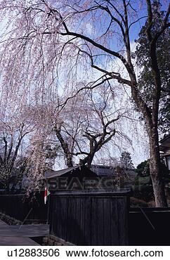 Stock Photo - cherry blossoms, 
akita prefecture, 
japan. fotosearch 
- search stock 
photos, pictures, 
images, and photo 
clipart