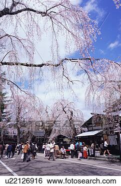 Stock Photo - cherry blossoms, 
akita prefecture, 
japan. fotosearch 
- search stock 
photos, pictures, 
images, and photo 
clipart