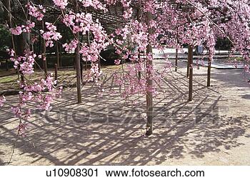 Stock Photography - cherry blossoms 
at daigo-ji temple, 
kyoto prefecture, 
japan. fotosearch 
- search stock 
photos, pictures, 
images, and photo 
clipart