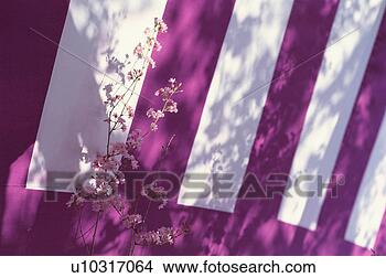 Stock Photo - cherry blossoms, 
hirano-jinja shrine, 
kyoto prefecture, 
japan. fotosearch 
- search stock 
photos, pictures, 
images, and photo 
clipart