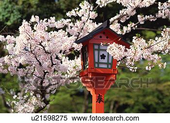 Stock Image - cherry blossoms, 
hirano-jinja shrine, 
kyoto prefecture, 
japan. fotosearch 
- search stock 
photos, pictures, 
images, and photo 
clipart