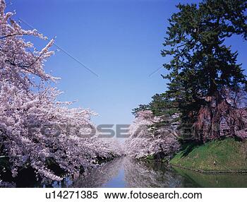Stock Image - cherry blossoms 
in hirosaki castle. 
fotosearch - search 
stock photos, 
pictures, images, 
and photo clipart