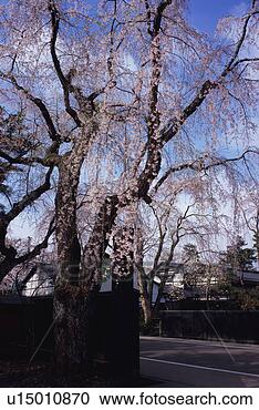 Stock Photography - cherry blossoms 
in kakunodate, 
akita prefecture, 
japan. fotosearch 
- search stock 
photos, pictures, 
images, and photo 
clipart
