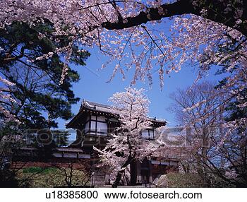 Stock Photography - cherry blossoms 
in a park. fotosearch 
- search stock 
photos, pictures, 
images, and photo 
clipart