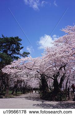 Stock Photo - cherry blossoms 
in a park. fotosearch 
- search stock 
photos, pictures, 
images, and photo 
clipart