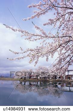 Stock Photography - cherry blossoms 
reflected upon 
pond. fotosearch 
- search stock 
photos, pictures, 
images, and photo 
clipart
