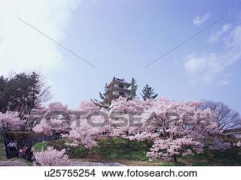 Stock Photo - cherry blossoms 
in takatoh park. 
fotosearch - search 
stock photos, 
pictures, images, 
and photo clipart