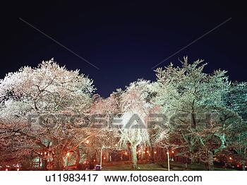 Picture - cherry blossoms, 
yamagata prefecture, 
japan. fotosearch 
- search stock 
photos, pictures, 
images, and photo 
clipart