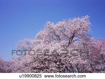 Stock Image - cherry blossoms, 
yamagata prefecture, 
japan. fotosearch 
- search stock 
photos, pictures, 
images, and photo 
clipart