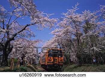 Stock Photograph - cherry trees in 
ashino park. fotosearch 
- search stock 
photos, pictures, 
images, and photo 
clipart