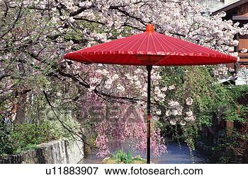 Picture - gion, kyoto prefecture, 
japan. fotosearch 
- search stock 
photos, pictures, 
images, and photo 
clipart