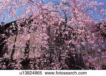 Stock Image - gion, kyoto prefecture, 
japan. fotosearch 
- search stock 
photos, pictures, 
images, and photo 
clipart