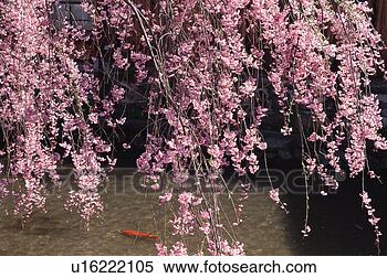 Stock Image - gion, kyoto prefecture, 
japan. fotosearch 
- search stock 
photos, pictures, 
images, and photo 
clipart