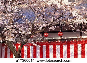 Stock Photo - gion, kyoto prefecture, 
japan. fotosearch 
- search stock 
photos, pictures, 
images, and photo 
clipart