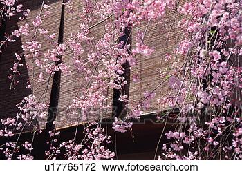 Stock Photo - gion, kyoto prefecture, 
japan. fotosearch 
- search stock 
photos, pictures, 
images, and photo 
clipart