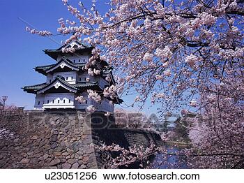 Stock Photo - hirosaki castle 
in spring. fotosearch 
- search stock 
photos, pictures, 
images, and photo 
clipart
