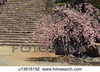 Stock Photo - jingo-ji temple, 
kyoto prefecture, 
japan. fotosearch 
- search stock 
photos, pictures, 
images, and photo 
clipart