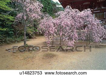Stock Photo - jingo-ji temple, 
kyoto prefecture, 
japan. fotosearch 
- search stock 
photos, pictures, 
images, and photo 
clipart