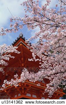 Stock Photo - ninnaji temple, 
kyoto prefecture, 
japan. fotosearch 
- search stock 
photos, pictures, 
images, and photo 
clipart
