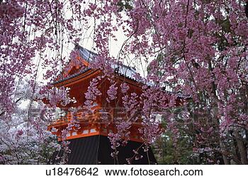 Stock Photo - ninnaji temple, 
kyoto prefecture, 
japan. fotosearch 
- search stock 
photos, pictures, 
images, and photo 
clipart