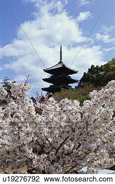 Stock Photo - ninnaji temple, 
kyoto prefecture, 
japan. fotosearch 
- search stock 
photos, pictures, 
images, and photo 
clipart