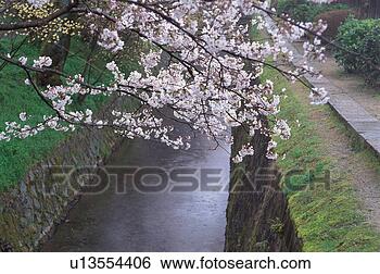 Stock Photo - path of philosophy, 
kyoto prefecture, 
japan. fotosearch 
- search stock 
photos, pictures, 
images, and photo 
clipart