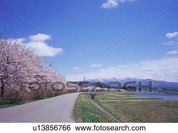 Stock Photo - row of cherry 
blossom trees. 
fotosearch - search 
stock photos, 
pictures, images, 
and photo clipart