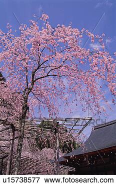 Picture - tenryu-ji temple, 
kyoto prefecture, 
japan. fotosearch 
- search stock 
photos, pictures, 
images, and photo 
clipart