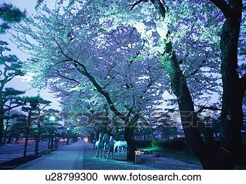 Stock Photography - treelined street 
with cherry blossoms. 
fotosearch - search 
stock photos, 
pictures, images, 
and photo clipart