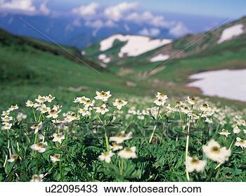 Stock Photo - alpine plants 
in nagano prefecture, 
japan. fotosearch 
- search stock 
photos, pictures, 
images, and photo 
clipart