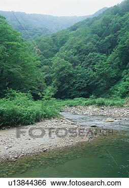 Stock Photo - anmon river, shirakami 
sanchi, japan. 
fotosearch - search 
stock photos, 
pictures, images, 
and photo clipart