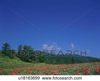 Stock Photograph - japanese azalea 
growing in field. 
fotosearch - search 
stock photos, 
pictures, images, 
and photo clipart