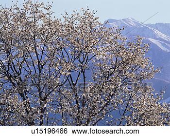 Stock Photo - kobushi magnolia 
trees. fotosearch 
- search stock 
photos, pictures, 
images, and photo 
clipart