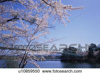 Stock Photography - ashino park in 
spring. fotosearch 
- search stock 
photos, pictures, 
images, and photo 
clipart