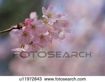 Stock Photo - cherry blossom. 
fotosearch - search 
stock photos, 
pictures, images, 
and photo clipart
