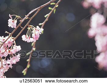 Stock Photography - cherry blossom. 
fotosearch - search 
stock photos, 
pictures, images, 
and photo clipart