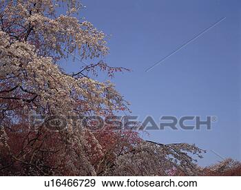 Stock Photograph - cherry blossom. 
fotosearch - search 
stock photos, 
pictures, images, 
and photo clipart