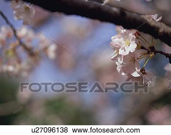 Stock Photo - cherry blossom. 
fotosearch - search 
stock photos, 
pictures, images, 
and photo clipart