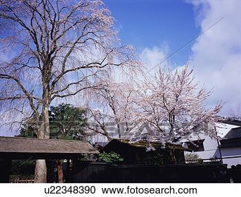 Stock Photography - cherry blossoms, 
akita prefecture, 
japan. fotosearch 
- search stock 
photos, pictures, 
images, and photo 
clipart