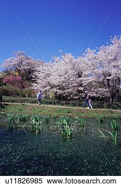 Stock Image - cherry blossoms 
in hanamiyama 
park. fotosearch 
- search stock 
photos, pictures, 
images, and photo 
clipart