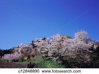 Stock Photography - cherry blossoms 
in hanamiyama 
park. fotosearch 
- search stock 
photos, pictures, 
images, and photo 
clipart