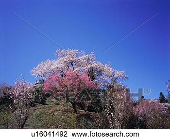 Stock Photo - cherry blossoms 
in hanamiyama 
park. fotosearch 
- search stock 
photos, pictures, 
images, and photo 
clipart