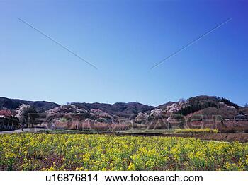 Stock Photo - cherry blossoms 
in hanamiyama 
park. fotosearch 
- search stock 
photos, pictures, 
images, and photo 
clipart
