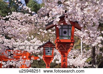 Stock Photography - cherry blossoms, 
hirano-jinja shrine, 
kyoto prefecture, 
japan. fotosearch 
- search stock 
photos, pictures, 
images, and photo 
clipart