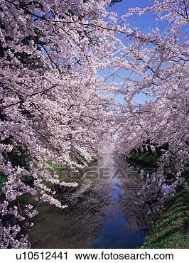 Stock Photography - cherry blossoms 
in hirosaki castle. 
fotosearch - search 
stock photos, 
pictures, images, 
and photo clipart