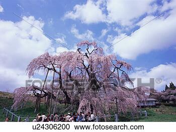 Stock Photography - cherry blossoms 
in miharu, fukushima 
prefecture, japan. 
fotosearch - search 
stock photos, 
pictures, images, 
and photo clipart