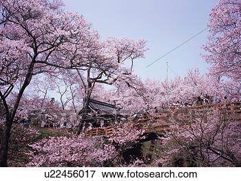 Picture - cherry blossoms 
in nagano prefecture, 
japan. fotosearch 
- search stock 
photos, pictures, 
images, and photo 
clipart